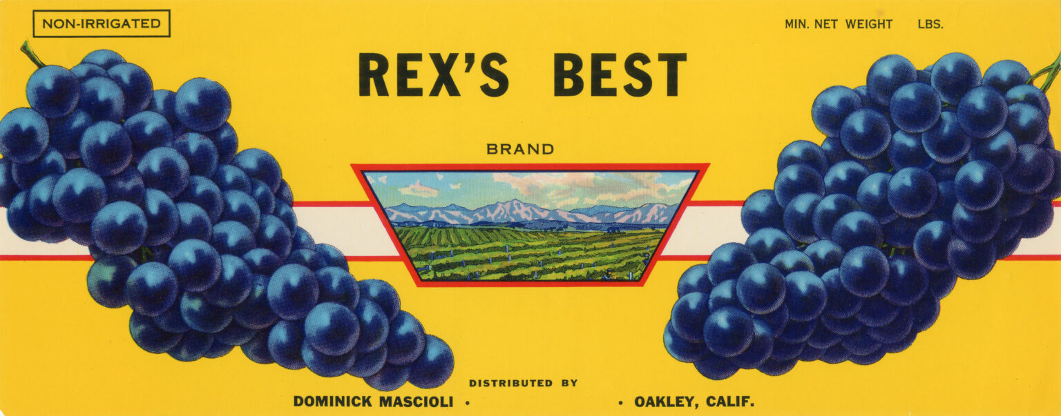 Rex s Best